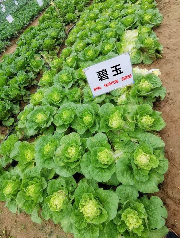 这个白菜有点甜!——碧玉