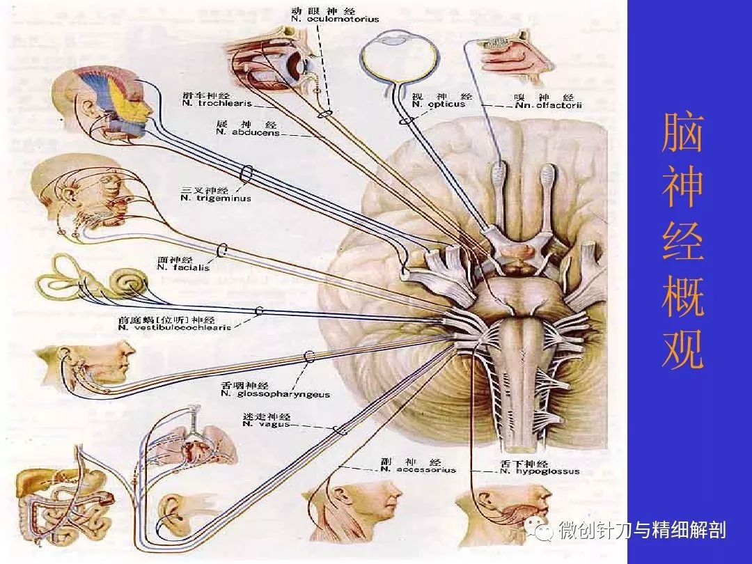 十二对颅神经解剖详解
