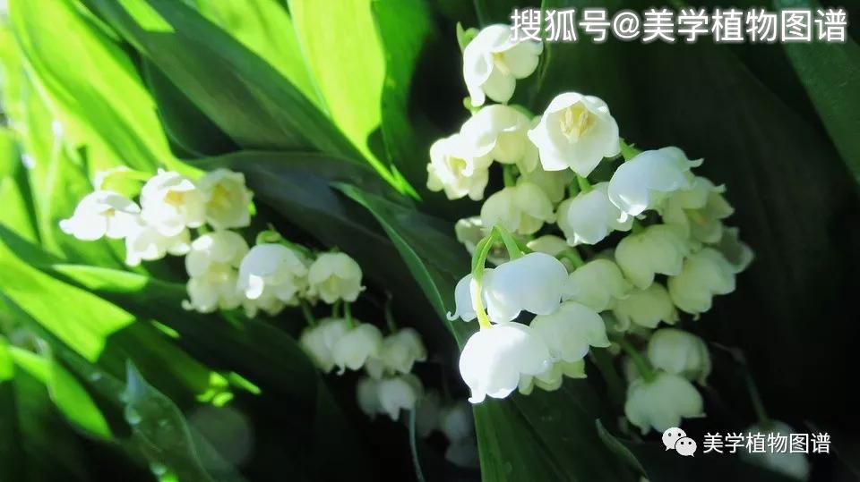 铃兰简谱_我就是那格桑花简谱图片格式(3)