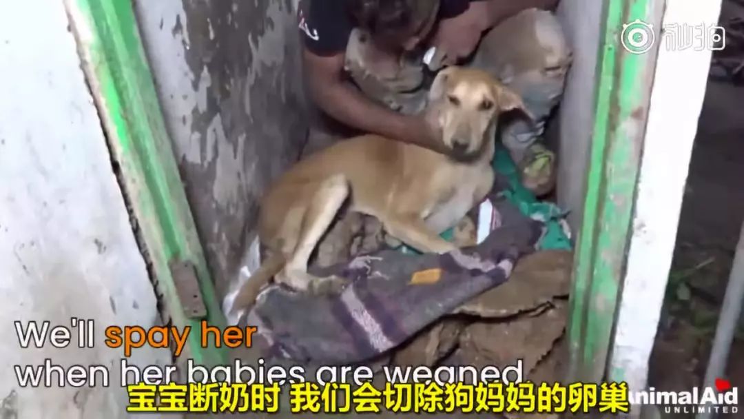 印度水灾后，人们在废墟中发现一只疯狂刨土的狗