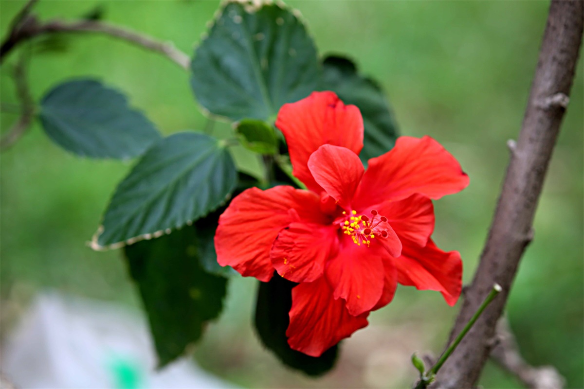 朱槿花开——每叹芳菲四时厌，不知开落有春风