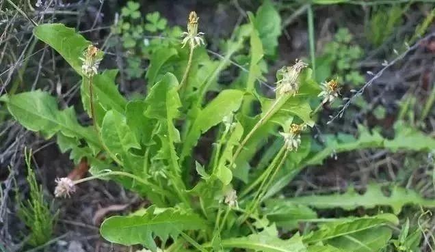 婆婆丁野菜 488b343592b2427e919c56379937b4b5.jpeg