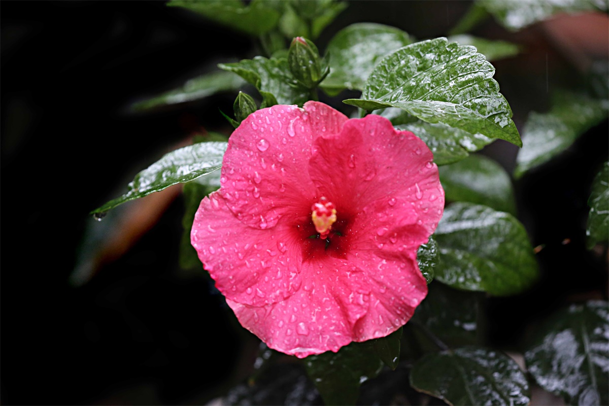 朱槿花开——每叹芳菲四时厌，不知开落有春风