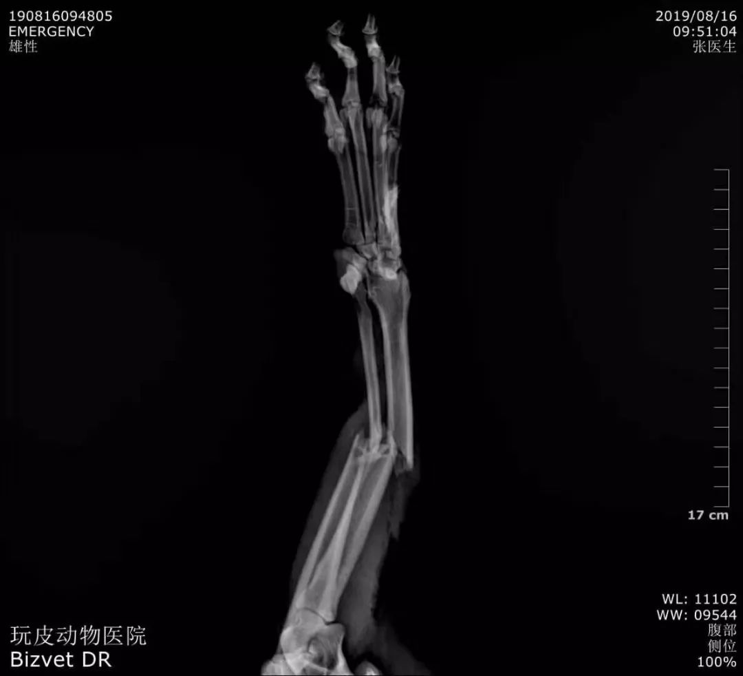 病例分享萨摩犬桡尺骨粉碎性骨折prcl锁定骨板系统临床病例分享