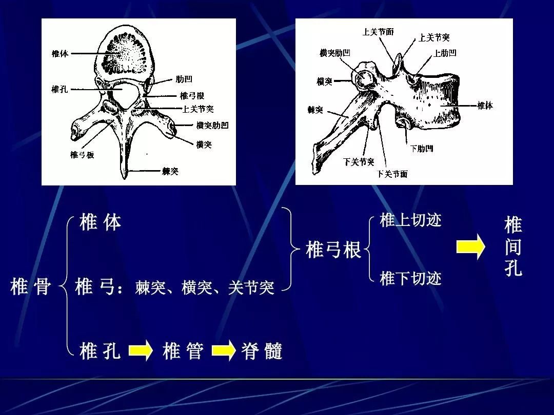 每一椎骨的椎弓根其上,下缘各有一相对应的切迹,而相邻两个椎骨的椎弓