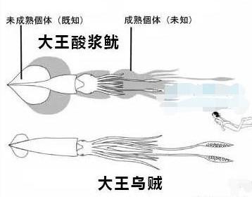 最大的兩種軟體動物，體長超10米，眼睛比籃球大，一直被當做海怪 寵物 第2張