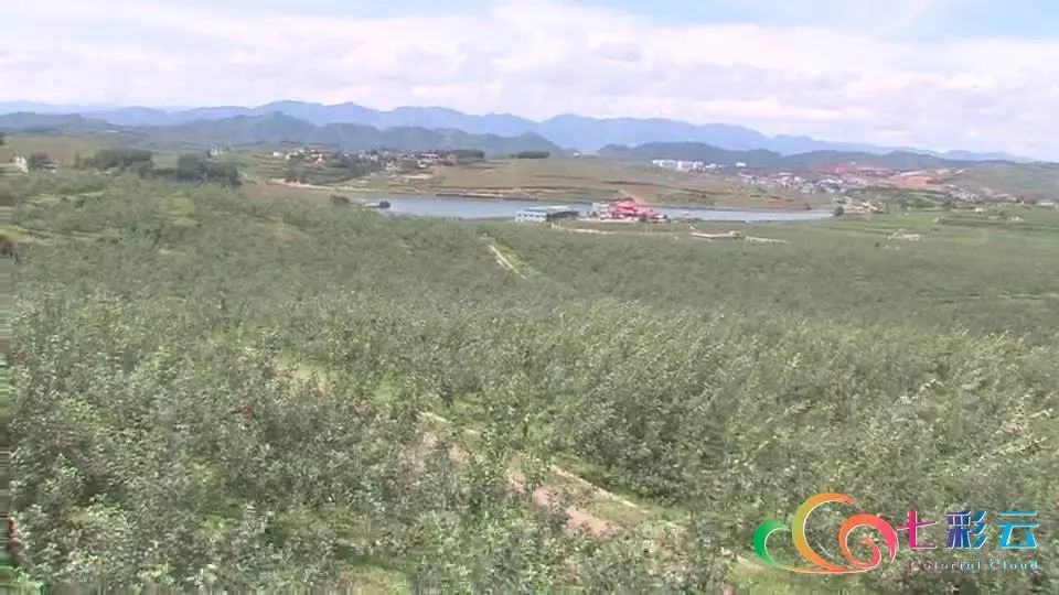 搭上电商快车：鲁甸苹果“红”遍全国