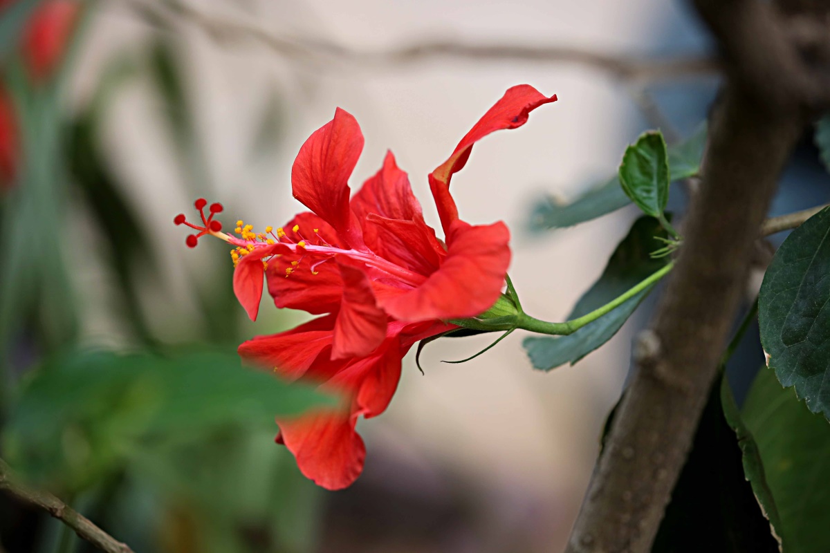 朱槿花开——每叹芳菲四时厌，不知开落有春风