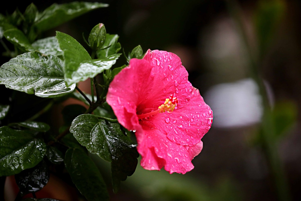 朱槿花开——每叹芳菲四时厌，不知开落有春风