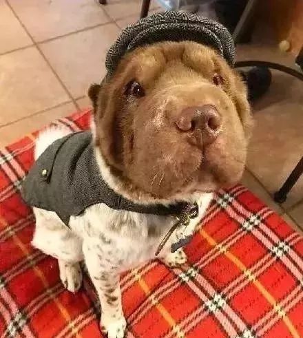 狗妈妈到底做了什么?生了一个这样的孩子…