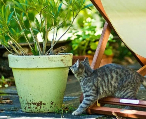 原创如何制止猫吃花草怎样防止家里猫咪不吃花