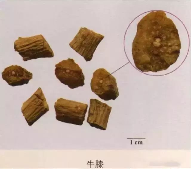 何首乌:皮部有4~11个类圆形异型维管束环列,形成云锦状花纹