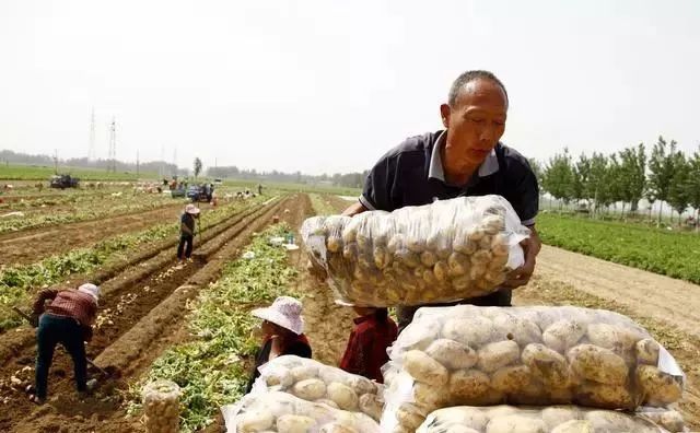 怎么晒干土豆 686af7203de1470cb59a4976790266db.jpeg