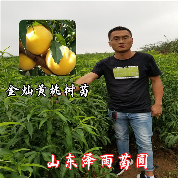 金灿黄桃树苗品种简介