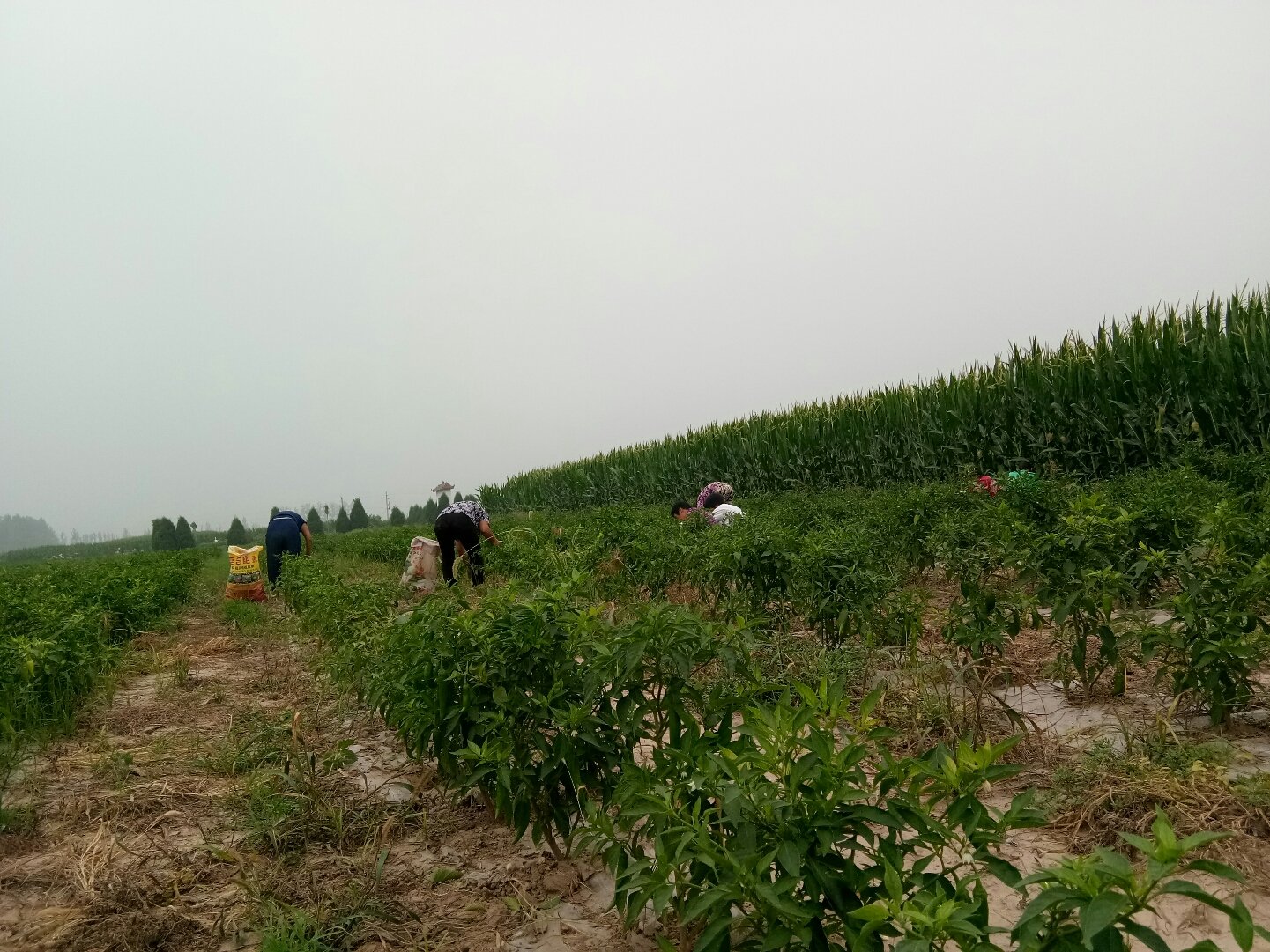 周口历年gdp_周口师范学院(3)