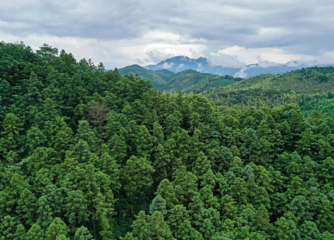 福建森林风景道旅游联盟成立