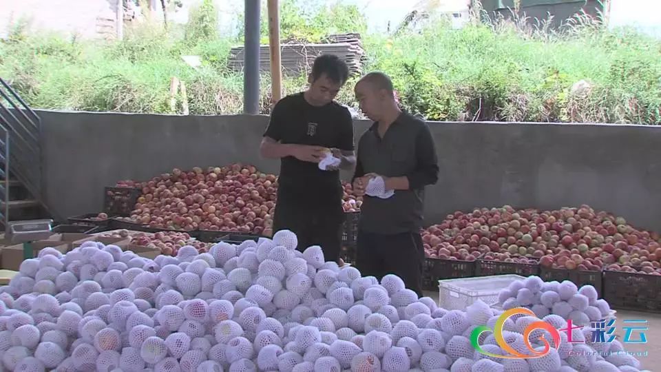 搭上电商快车：鲁甸苹果“红”遍全国