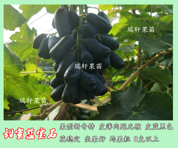 一起了解2019年最火的甜蜜蓝宝石葡萄吧