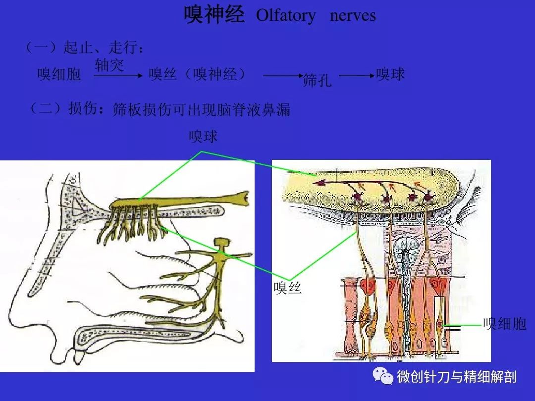 十二对颅神经解剖详解