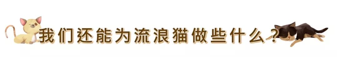 在潮州，它們想要活下去究竟有多災 寵物 第18張