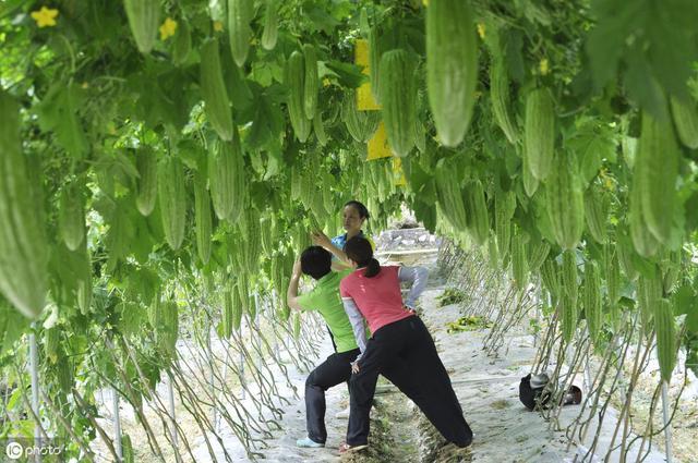 苦瓜种植有讲究掌握5个栽培要点保你吃不完