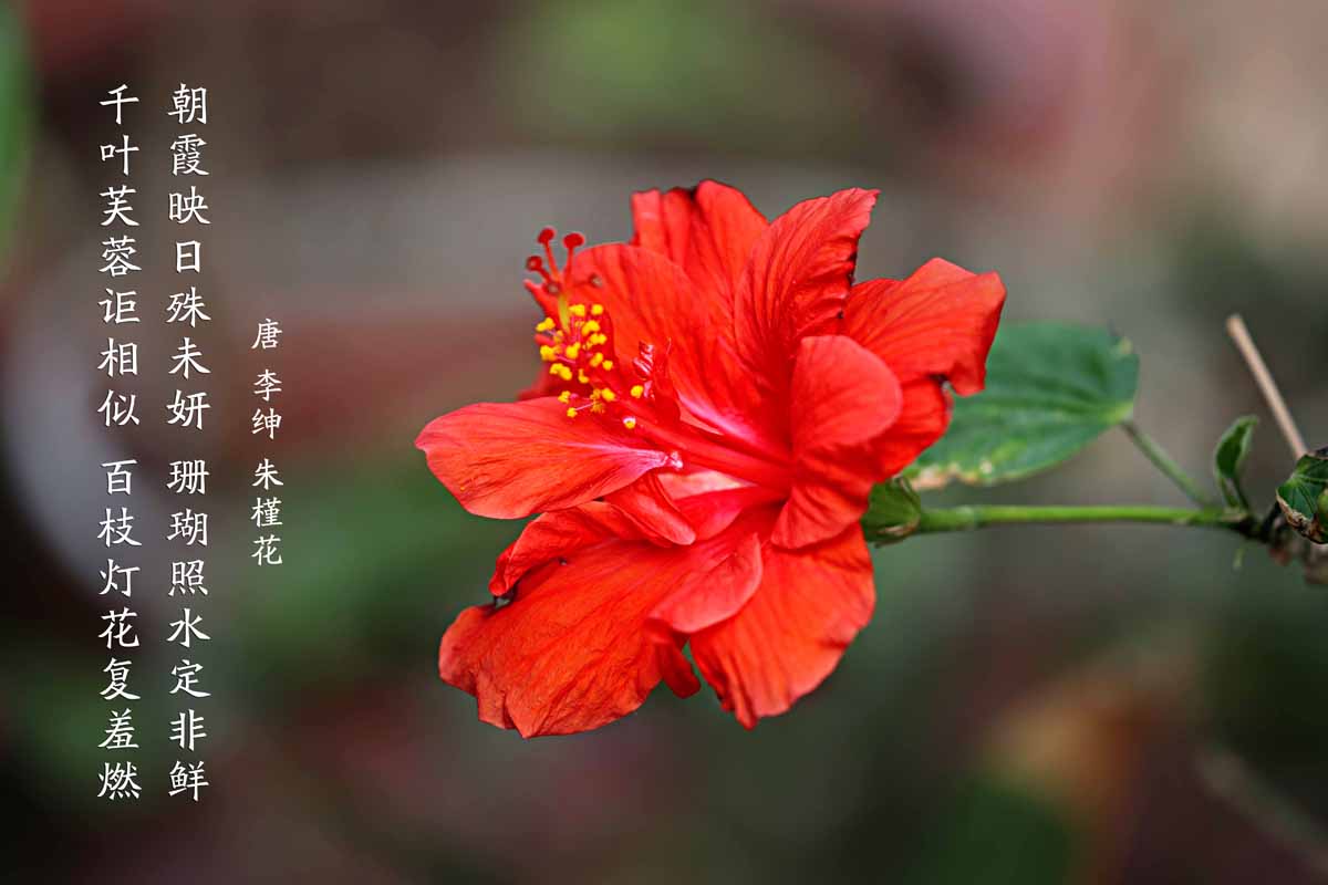 朱槿花开——每叹芳菲四时厌，不知开落有春风