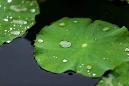 從蓮花開，到深秋枯荷聽雨，一年就過去了 寵物 第3張