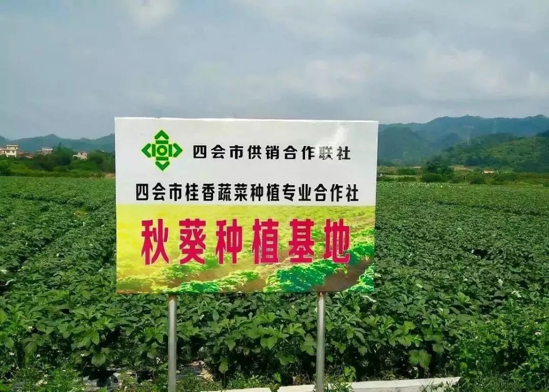 四会呢个地方打造农产品小镇投入资金约35万元基地面积约70多亩