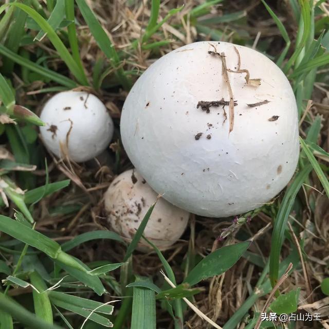 草地上这种蘑菇能吃吗
