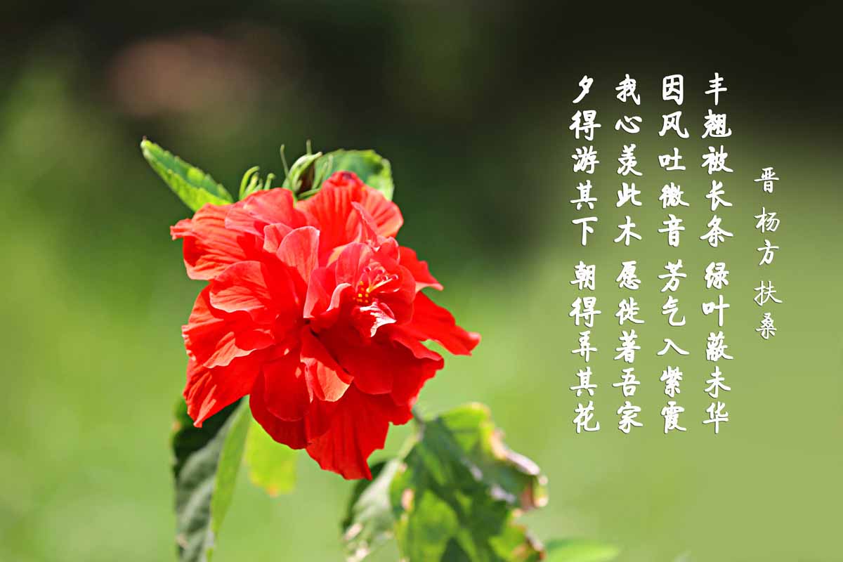 朱槿花开——每叹芳菲四时厌，不知开落有春风