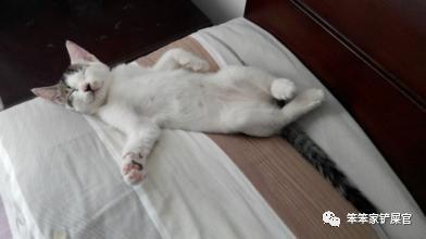 口,鼻出血:用纸巾将血液擦拭干净,让猫咪保持呼吸通畅,防止猫咪窒息