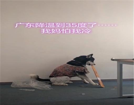 主人經常給二哈穿搭衣服，搞得還有模有樣，網友：看來衛生褲要漲價 寵物 第3張