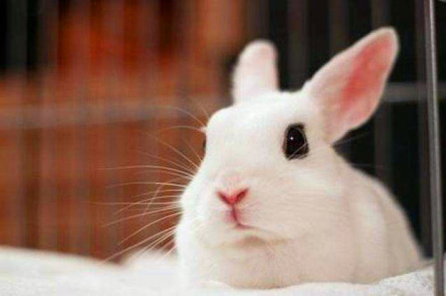 【兔兔の飼養經驗】兔子嘴角紅是不是口角炎，家兔口角炎嘴角會不會發紅 寵物 第1張