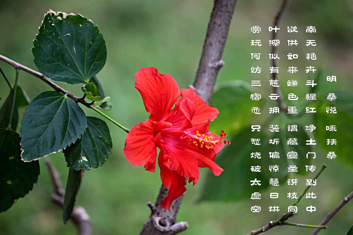 朱槿花开——每叹芳菲四时厌，不知开落有春风