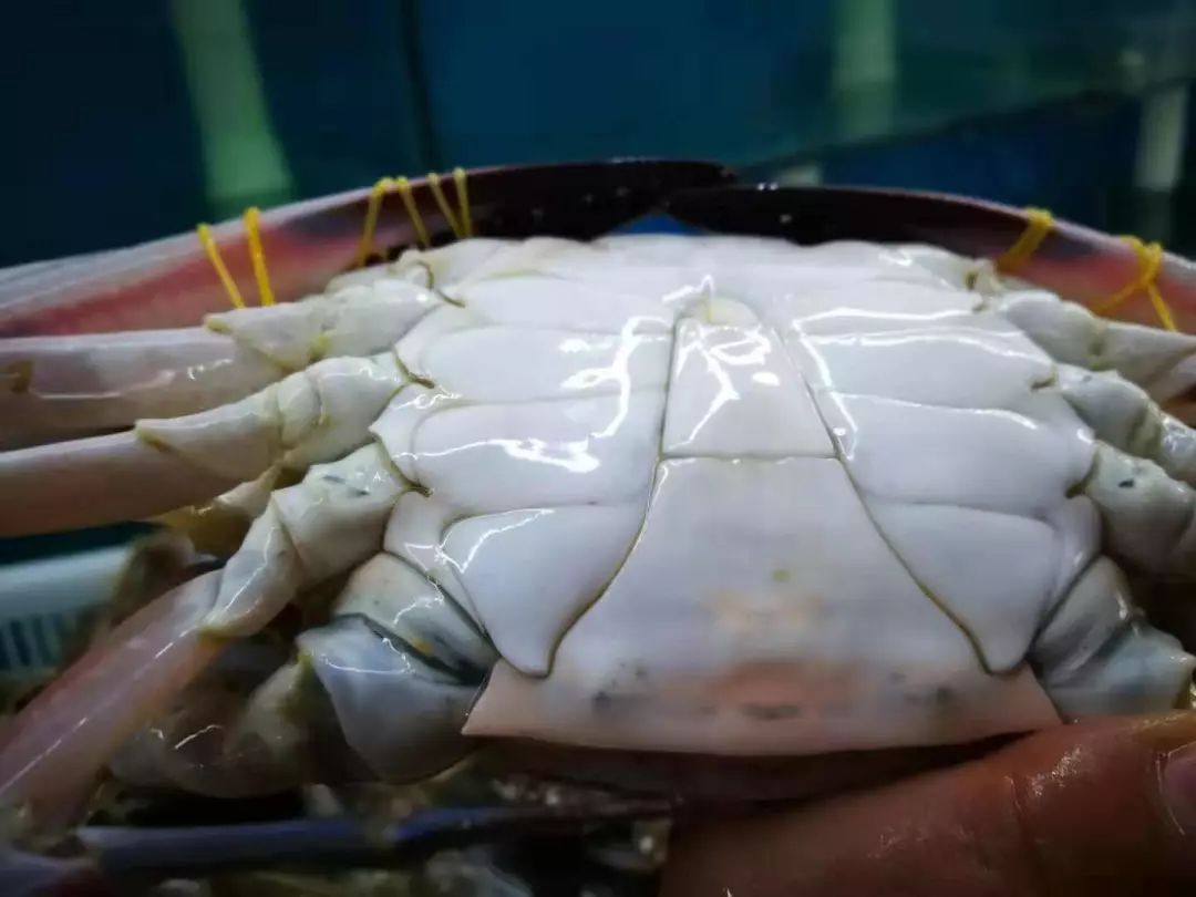 如何挑选海螃蟹图解 8b3e1bb9879b47daae43b51b2f51db8d.jpeg