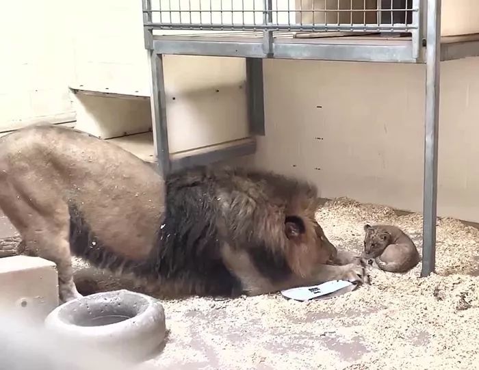 威武霸氣的雄獅喜當爹，首次看到自己的寶寶時一臉鐵漢柔情 寵物 第2張