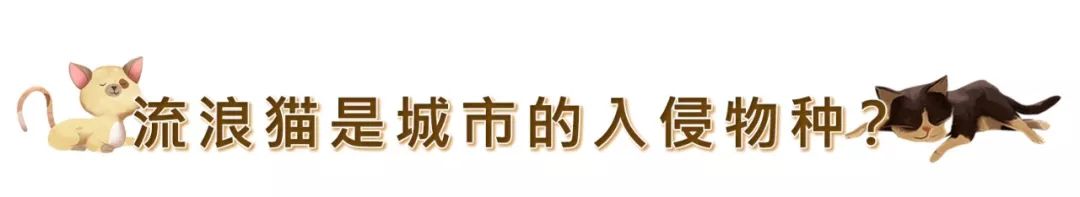 在潮州，它們想要活下去究竟有多災 寵物 第14張