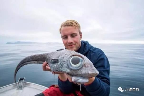 挪威一男子釣到深海魚，眼睛大到幾乎占據頭部，而他卻拿來烤吃！ 寵物 第2張