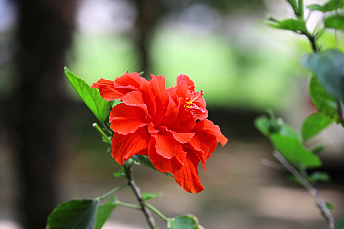 朱槿花开——每叹芳菲四时厌，不知开落有春风