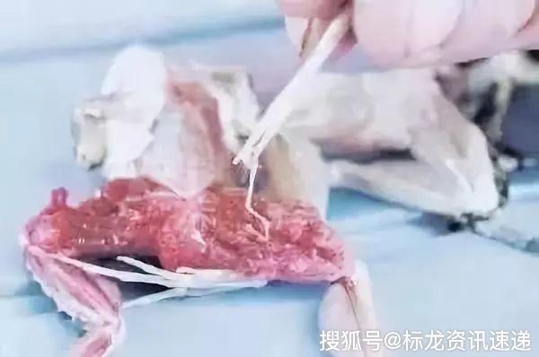 吃什么东西可以补精血 a38d3c401ad04ddfa5e22baffdbfffa2.jpeg