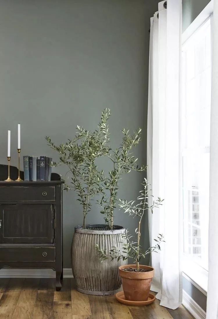 ins风格室内植物 a4c4a6cc172d4dbb899f8f921d295310.jpeg