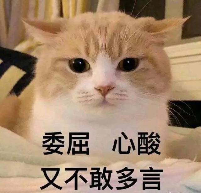 怎么能为了猫狗让孩子受委屈!