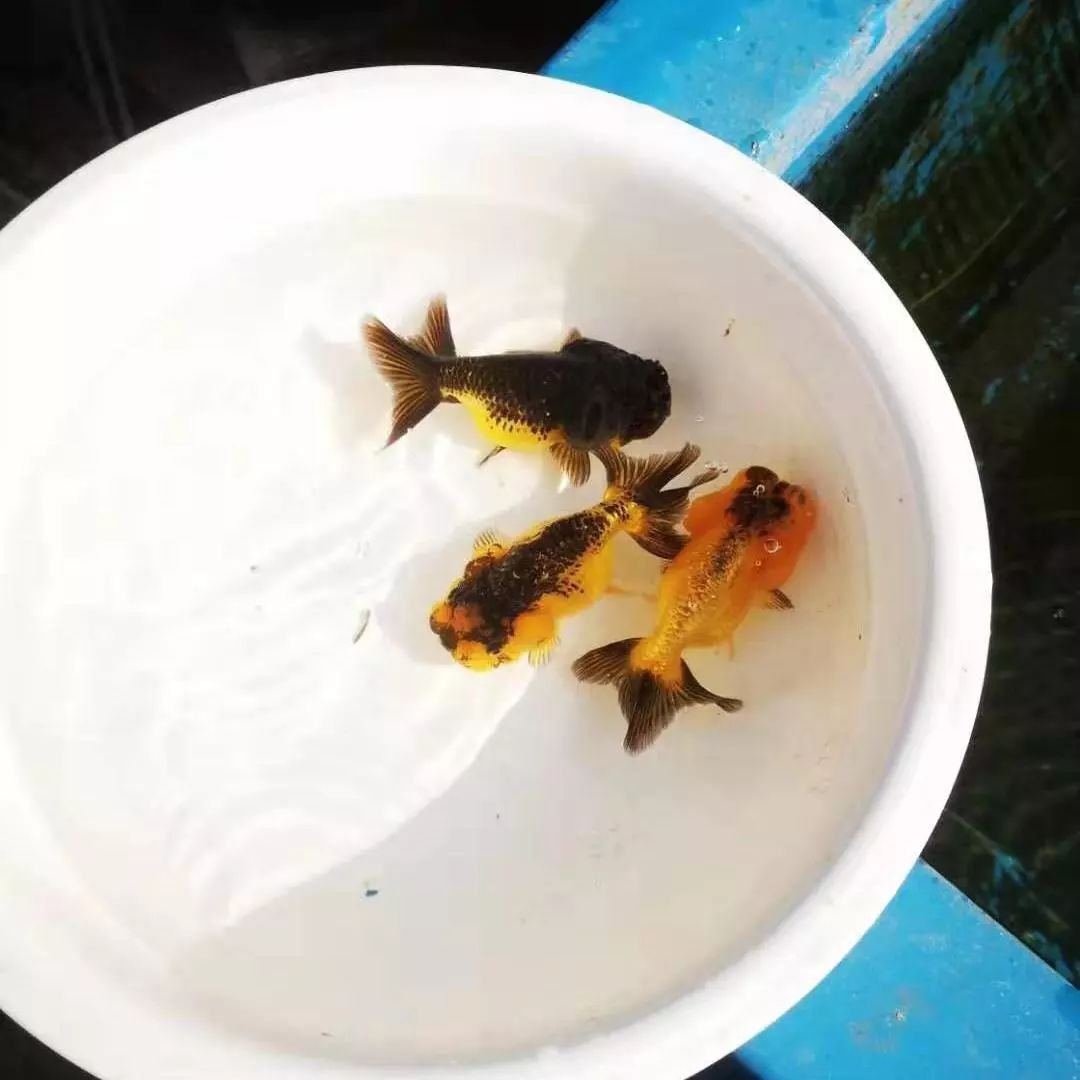 金鱼饲养小知识