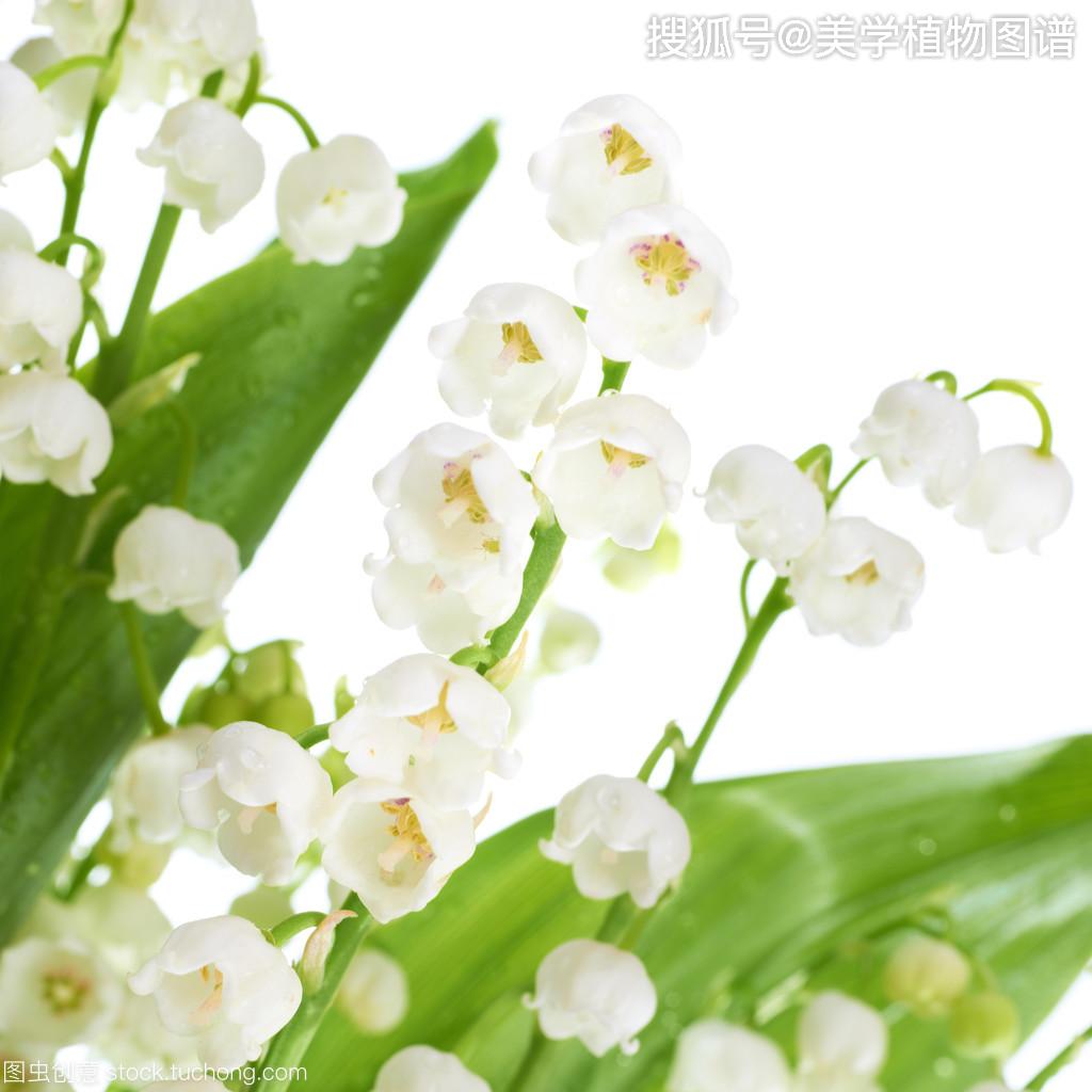 铃兰简谱_我就是那格桑花简谱图片格式(3)