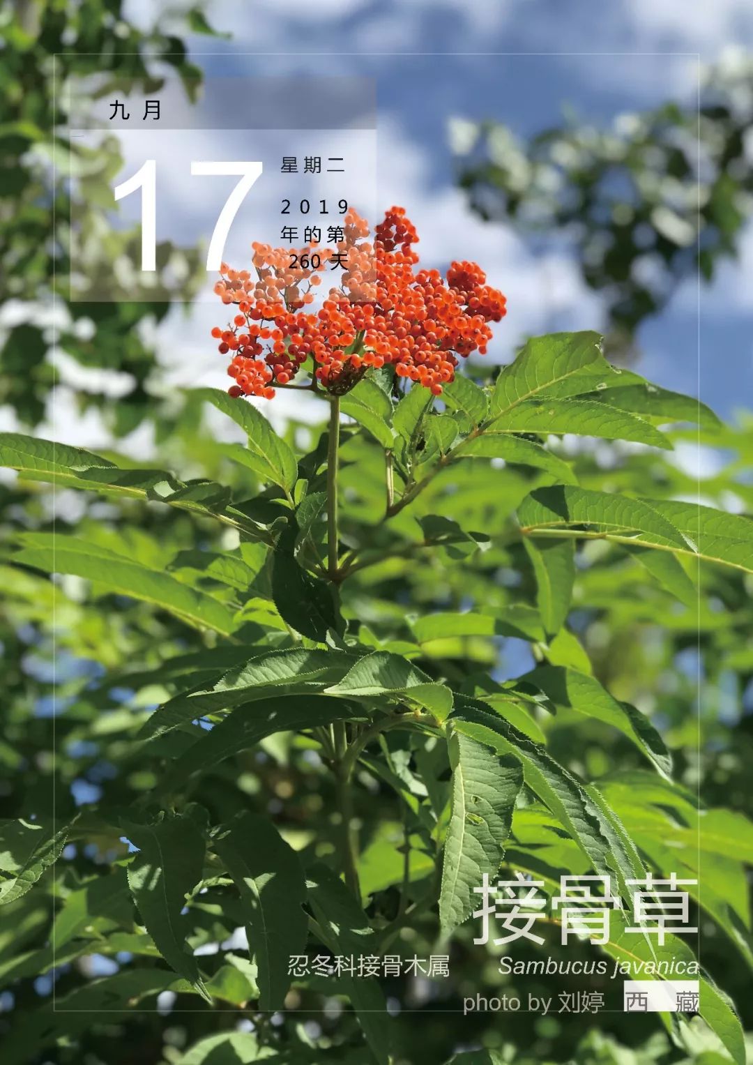 9月17灰薄荷