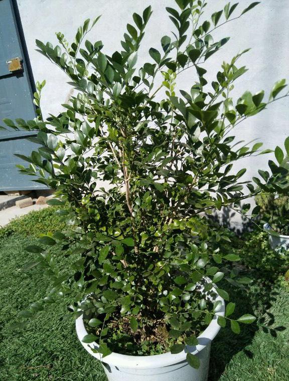 九里香还不开花?简单"3招",花开满枝,好看芳香,成大气盆景