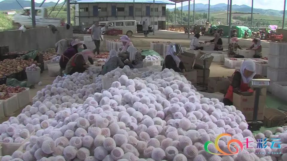搭上电商快车：鲁甸苹果“红”遍全国