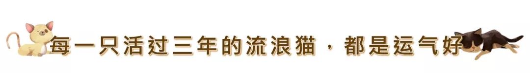 在潮州，它們想要活下去究竟有多災 寵物 第11張