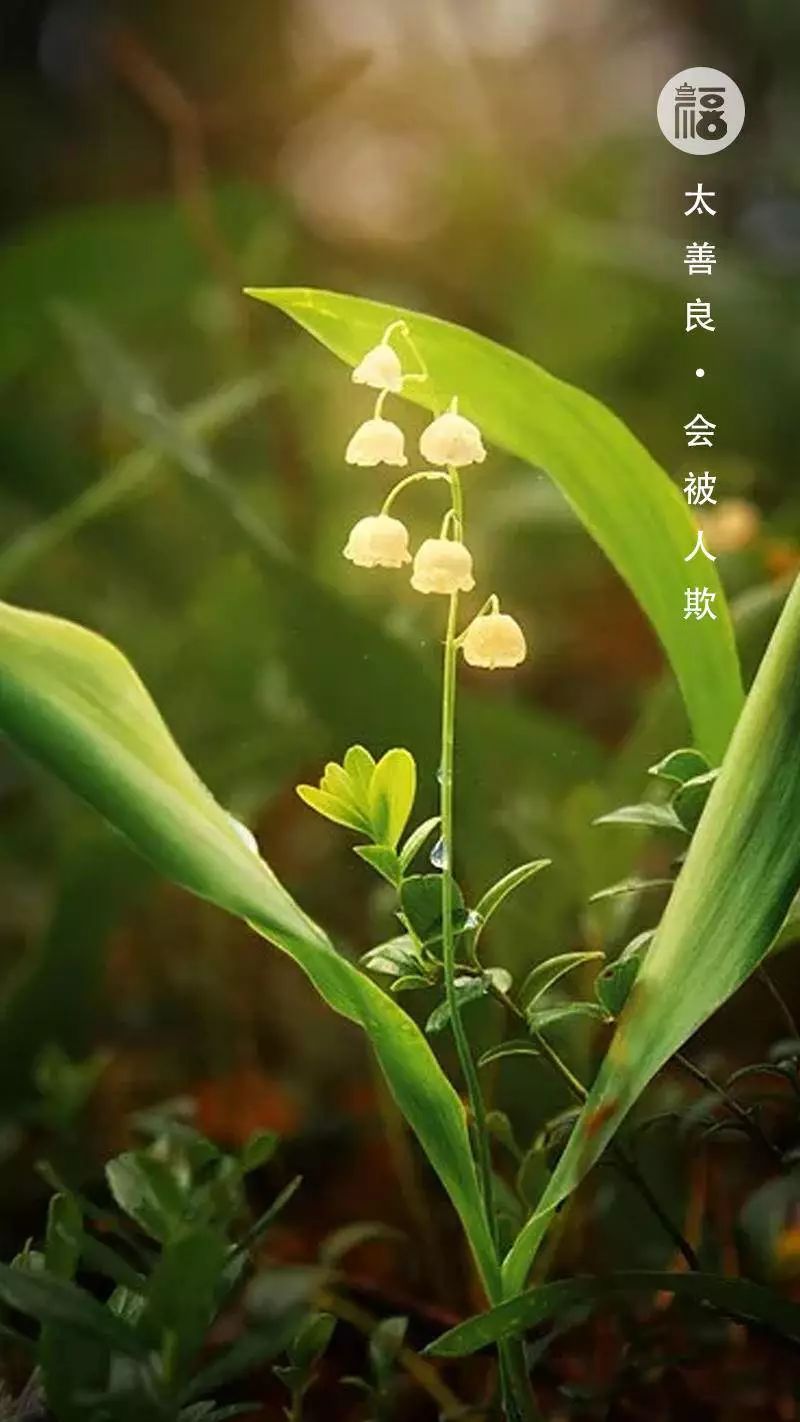铃兰简谱_我就是那格桑花简谱图片格式(3)