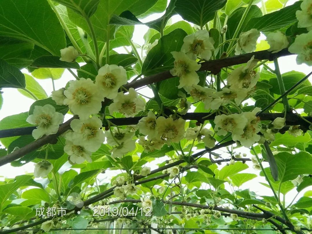 4月12日左右开花